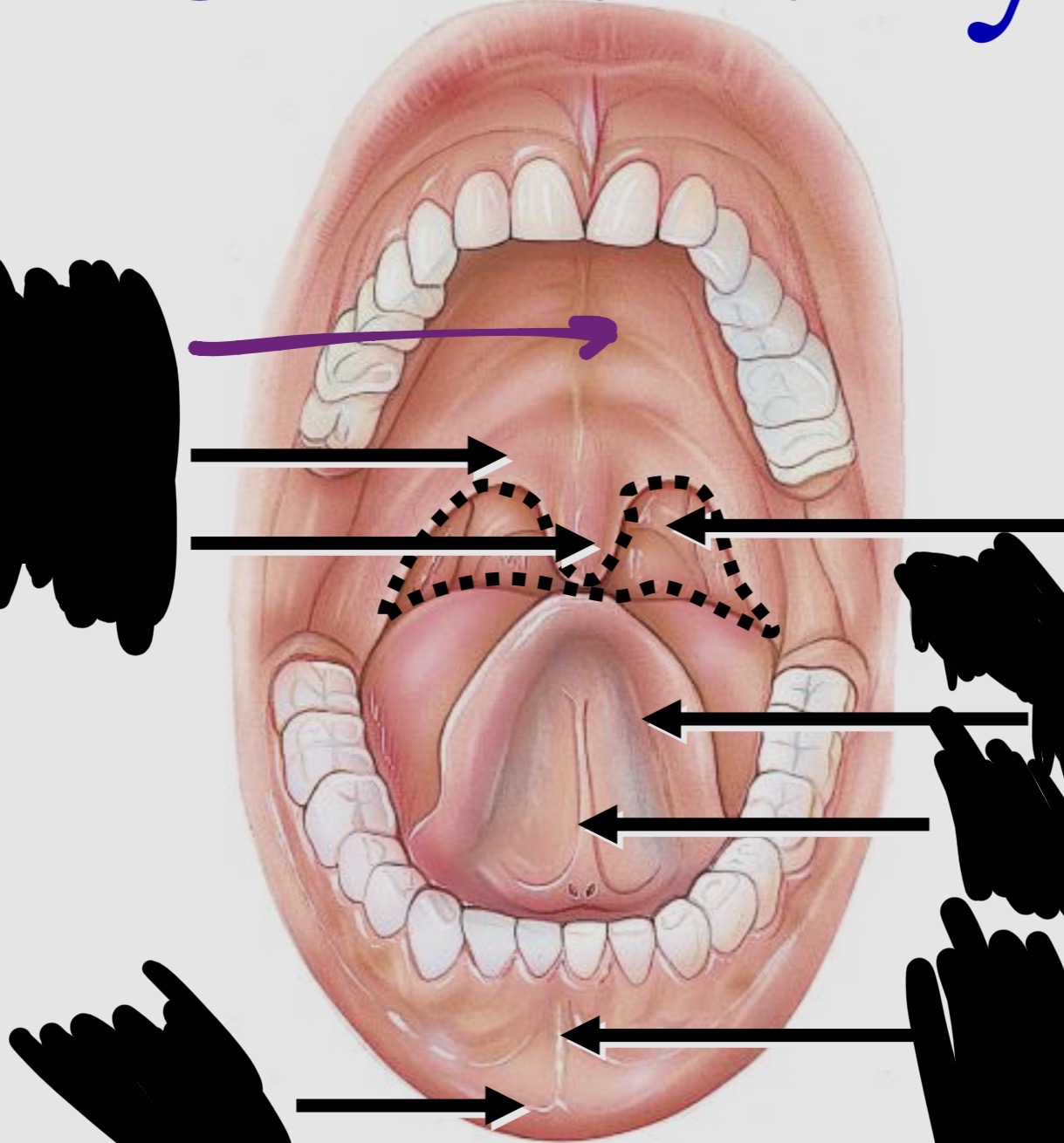 <p>Oral Cavity - Label the Diagram</p>