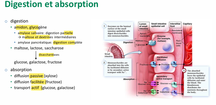 <p>-Digestion: Amidon et glycogène par amylase salivaire (incomplètes en maltose et dextrine donc faut disaccharidase) et par amylase pancréatique complète)</p><p></p><p>-Absorption par diffusion passive (Xylose), facilité (fructose)et actif (glucose et galactose)</p><p></p>
