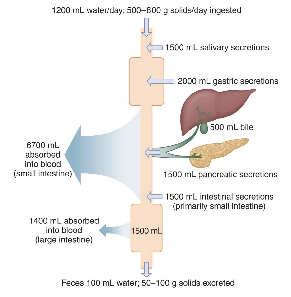 <p>Average amounts of solids and fluid ingested, secreted, absorbed, and excreted from the gastrointestinal tract daily; most reabsorbed</p><p>-salivary secretions: in mouth</p><p>-gastric secretions: gastrin, pepsin</p><p>-pancreatic secretions</p><p>-LI: recovers a lot of water not reabsorbed earlier</p><p>-only 100mL water lost</p>