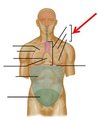 <p>chest; area between the neck &amp; abdomen</p>
