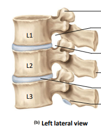 <p>Label the following:</p><ul><li><p>superior and inferior articular process of L1</p></li><li><p>superior vertebral notch of L2</p></li><li><p>spinous process</p></li><li><p>intervertebral disc</p></li><li><p>inferior articular process of L3</p></li></ul><p></p>