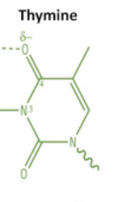 <p>thymine</p><p>pyrimidine</p>