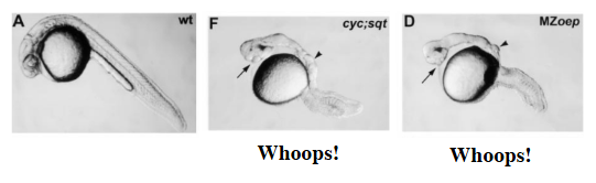 <p>knockout shows what smad signalling is required for and resulting phenotypes of their absence</p><p>Cripto/Nodal mutant = no mesoderm, only neural tissue made = squint/cyclops mutant zebrafish </p><p>translates that nodal and cripto are essential for smad2/3 signalling = mesoderm</p>
