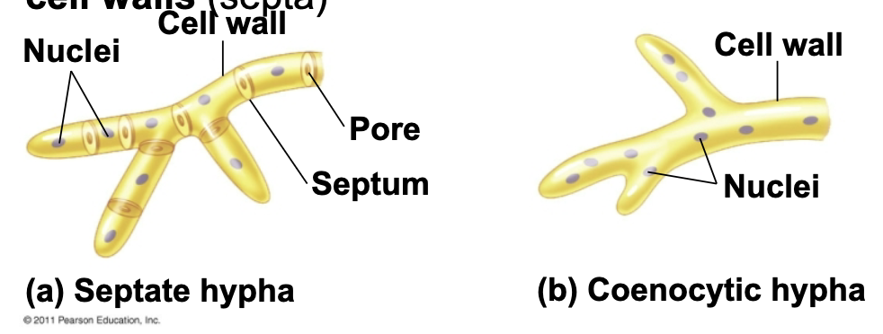 <ul><li><p>Fungal bodies: <strong>mycelia</strong>, networks of branched <strong>hyphae </strong></p></li><li><p>Hyphae <strong>syncytial</strong> (no cell separations) or have only <strong>partial cell walls</strong> (septa)</p></li></ul><p></p>