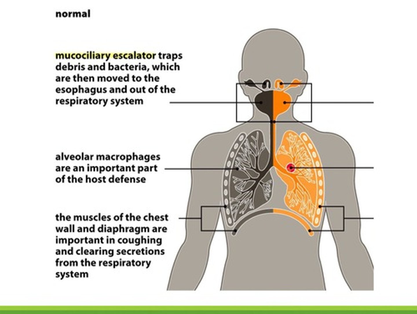 <p>Respiratory tract</p>