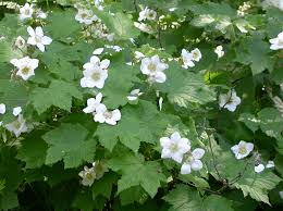 <p>Rubus parviflorus</p>