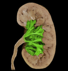 <p>depression where arteries enter and veins and ureter exit </p>