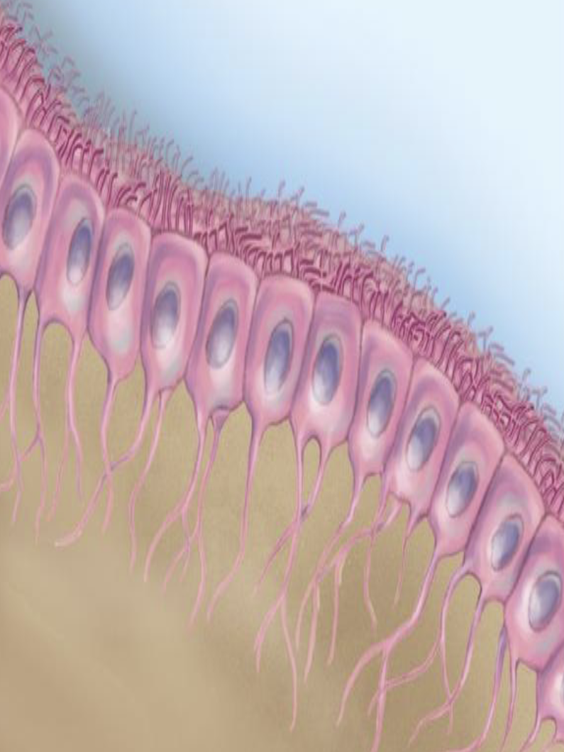 <ol><li><p>What type of epithelium are ependymal cells?</p></li><li><p>What do ependymal cells form?</p></li><li><p>What does the choroid plexus produce?</p></li><li><p>What is the function of ependymal cell cilia?</p></li></ol><p></p>
