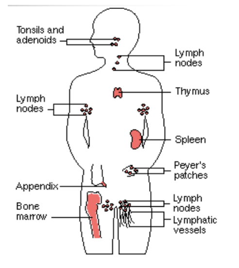 <ul><li><p style="text-align: justify;"><span><strong>Részei</strong></span><span style="background-color: transparent;">: nyirok, nyirokerek, nyiroktüszők, nyirokszervek (nyirokcsomók, lép, csecsemőmirigy)</span></p></li><li><p style="text-align: justify;"><span><strong>Keletkezése</strong></span></p><ul><li><p style="text-align: justify;"><span style="background-color: transparent;">A nagyvérkör kapillárisainál a vérplazma egy része kiszűrődik a szövetekbe → <strong>szövetnedv</strong></span></p></li><li><p style="text-align: justify;"><span style="background-color: transparent;">A szövetnedv összegyűlik a nyirokerekben, és ekkor nevezzük <strong>nyiroknak</strong></span></p></li><li><p style="text-align: justify;"><span style="background-color: transparent;">A nyirok tartalmaz plazmafehérjéket, zsírokat és immunsejteket</span></p></li></ul></li></ul><ul><li><p><span style="background-color: transparent;">A <strong>nyirokerek</strong> a testben </span><span>folyamatos hálózatot</span><span style="background-color: transparent;"> alkotnak</span></p></li><li><p><span style="background-color: transparent;">Útközben a nyirok „szűrőállomásokon” halad → <strong>nyirokcsomók</strong></span></p></li><li><p><span style="background-color: transparent;">Nyirokcsomók feladata: immunvédelem (gyulladás, kórokozók kiszűrése), nyiroksejtek termelése és érésének támogatása</span></p></li></ul><p></p>