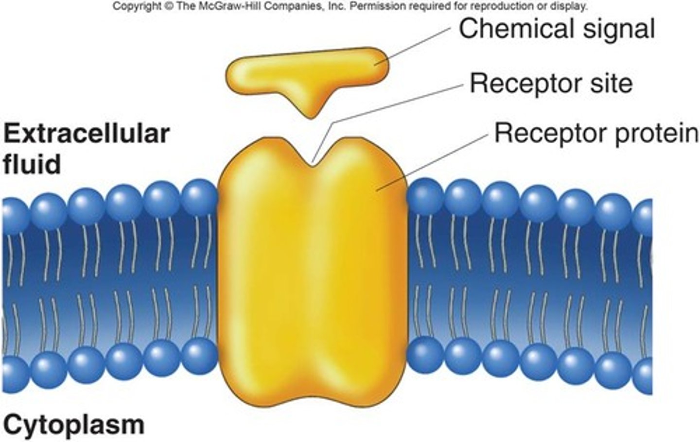 <p>Detects stimulus</p>