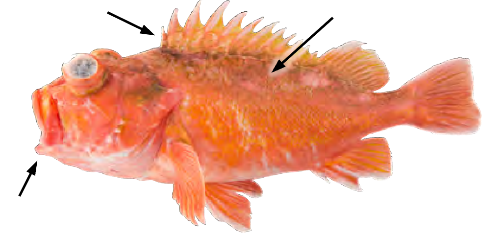 term image