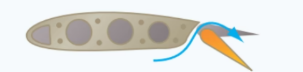knowt flashcard image