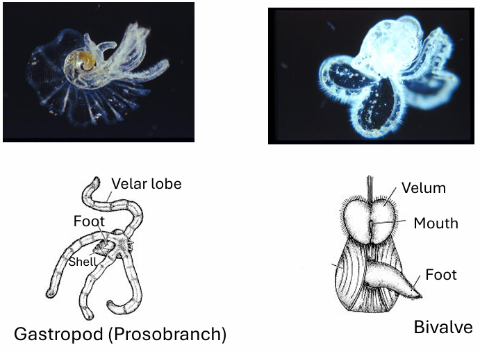 <p>Larval stage of gastropods and bivalves</p><ul><li><p>- has a velum for swimming &amp; feeding</p></li><li><p>- torsion stage in gastropods</p></li></ul><p></p>