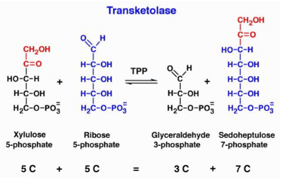 <p>reversible reaction that links PPP with glycolysis - enzyme that moves 2 carbon fragments from one molecule to another - transfer 2 carbon molecules from a ketone to an aldose and requires TPP as a cofactor/vitamin B1 which means it can diagnose thiamine deficiencies</p>