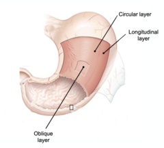 <p>Organized into layers that are antagonistic</p><p>Oblique: Diagonal</p><p>Longitudinal: Up and down along organ's vertical axis (along length)</p><p>Circular: Side to side (circumference of the organ)</p><p>longitudinal and circular are antagonistic</p><p>**Tip: think of a water filled balloon and what happens when you squeeze different parts! Other parts of the balloon change shape to compensate!**</p>