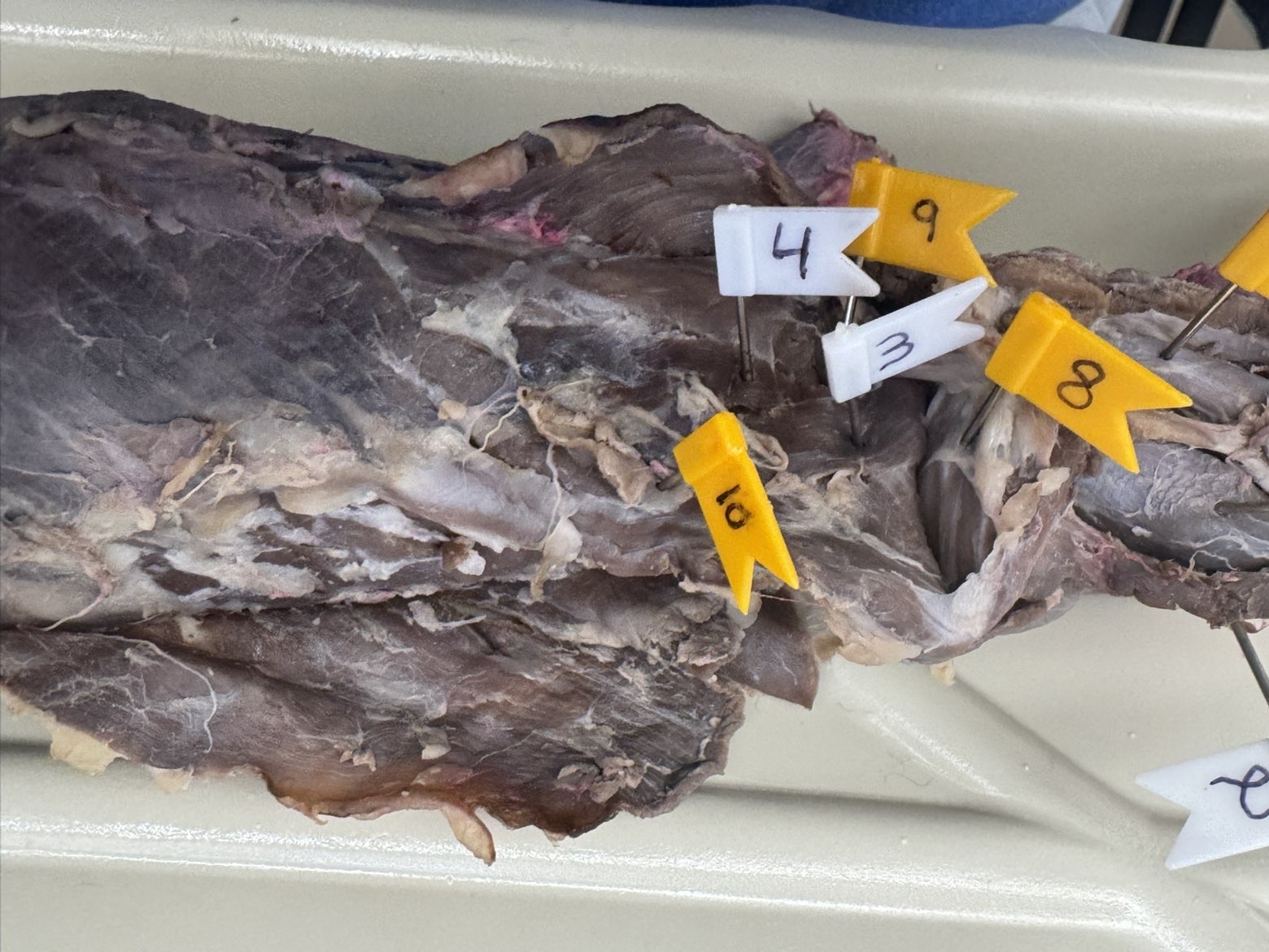 <p>Numbers:</p><p>3</p><p>4</p><p>8</p><p>9</p><p>10</p>