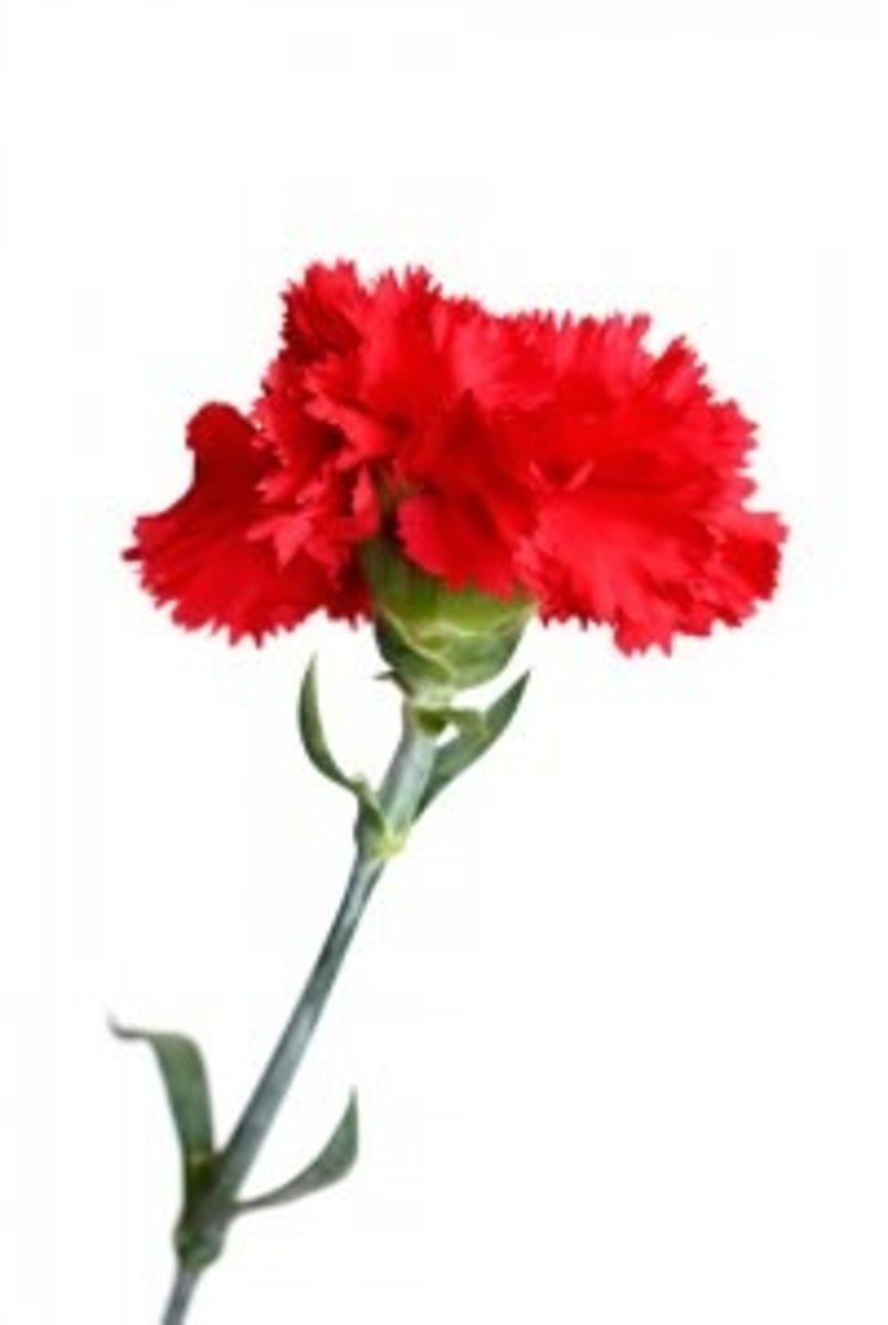 <p>un œillet</p>