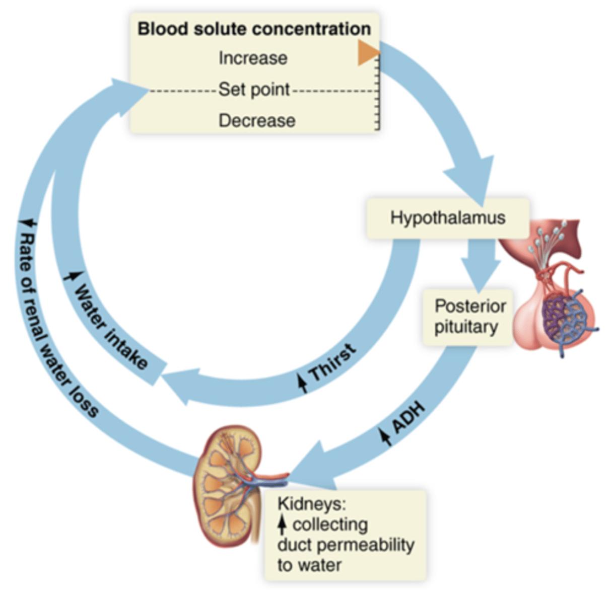 <p>Hypovolemia = Too little water in the blood</p><p>1. Blood has a high blood viscosity = Thick blood</p><p>2. The hypothalamus detects decreases in water level and a high concentration of solutes.</p><p>3.1. The pituitary releases more ADH.</p><p>3.2. The hypothalamus creates a feeling of thirst (Neurological)</p><p>4.1. Kidneys reabsorb more water.</p><p>4.2.2 The person drinks water.</p><p>5. Homeostasis = return</p>