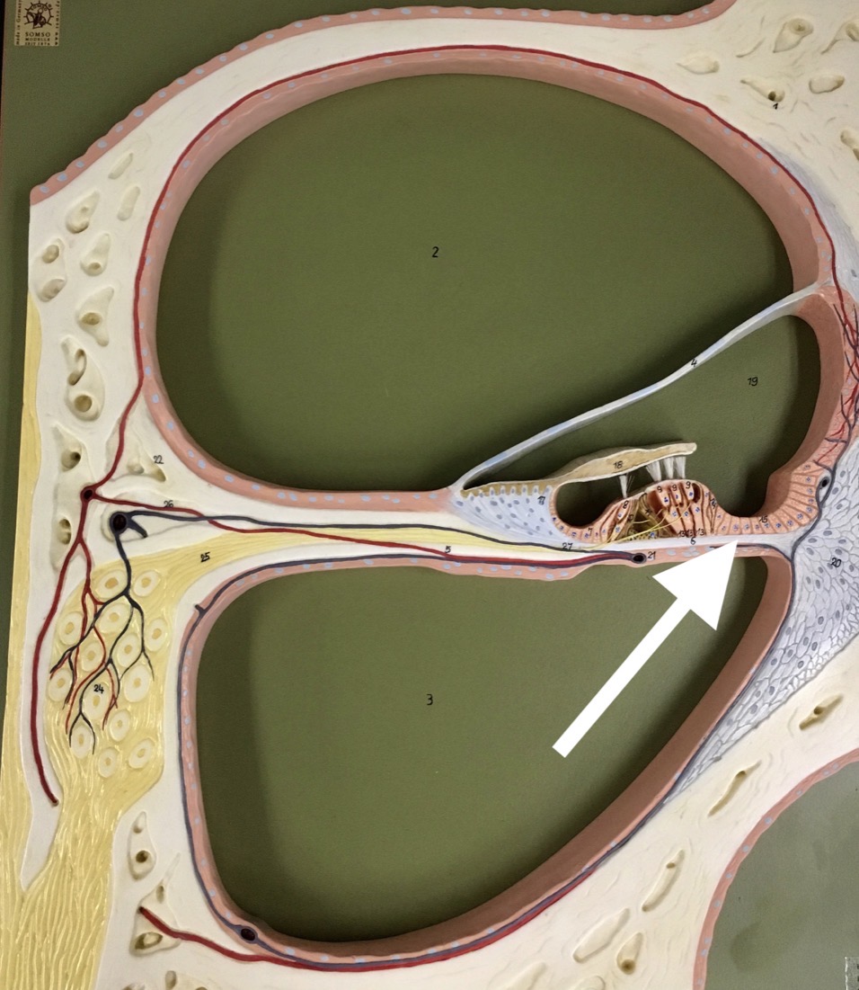 <p><span>name the specific WHITE structure at the end of the arrow's point</span></p>