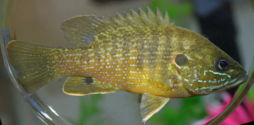 <p>Green sunfish</p>