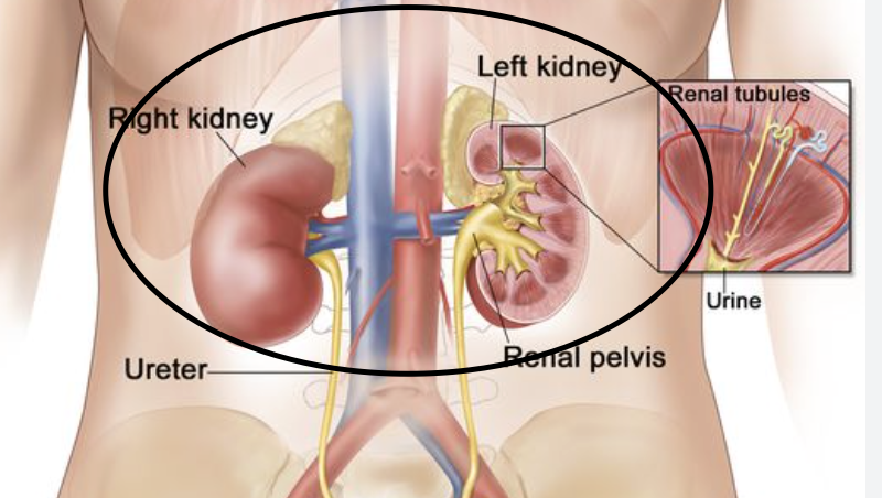 <p><span>filtering waste, balancing body fluids, regulating blood pressure, and producing hormones.</span></p>