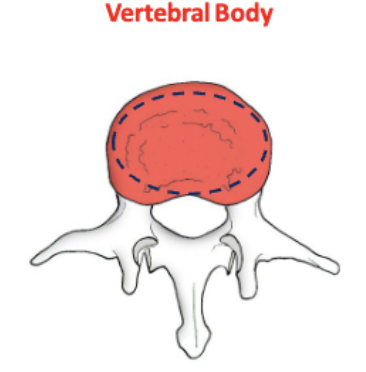 <p>weight bearing</p><p>articulate superiorly and inferiorly</p><p>epiphyseal ring</p>
