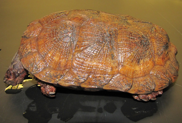 <p>Common name, Family, Scientific Name?</p>