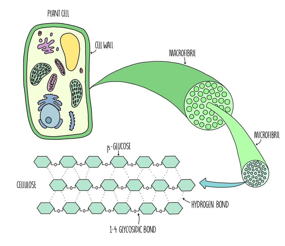 <ul><li><p>Beta-glucose bond is rigid, so cellulose molecules form straight chains</p></li><li><p>Hundreds of these chains are linked together by hydrogen bonds between the chains to form cellulose microfibrils</p></li><li><p>These microfibrils are very strong &amp; rigid, giving strength to plant cell walls</p></li></ul><p></p>
