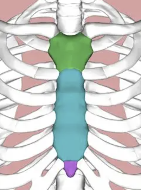 <p><span style="background-color: transparent; font-family: "EB Garamond", serif;"><span>breastbone, is the flat bone that forms the front support of the rib cage.</span></span></p>