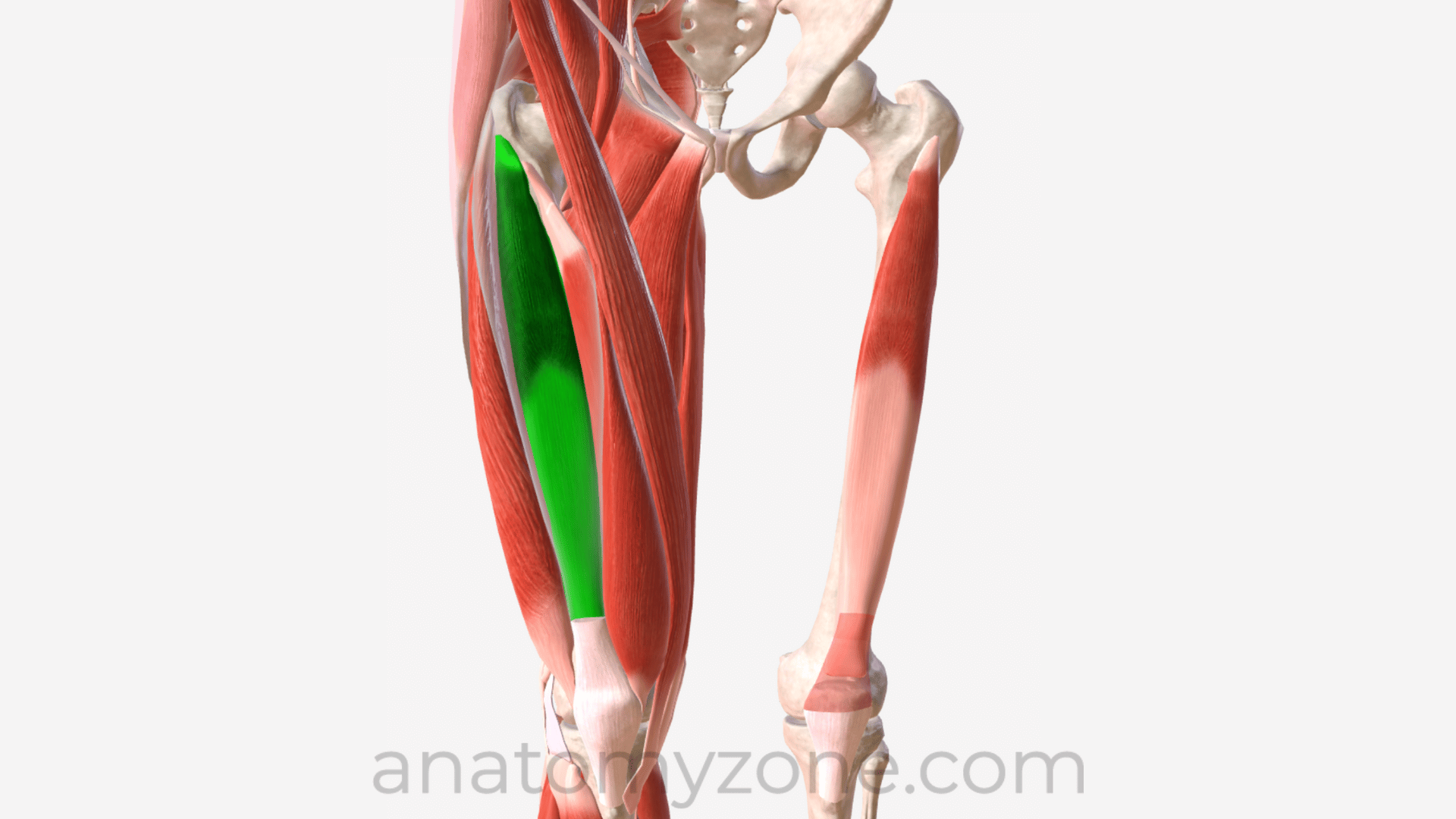 <p>Muscles that Move the Leg?</p>
