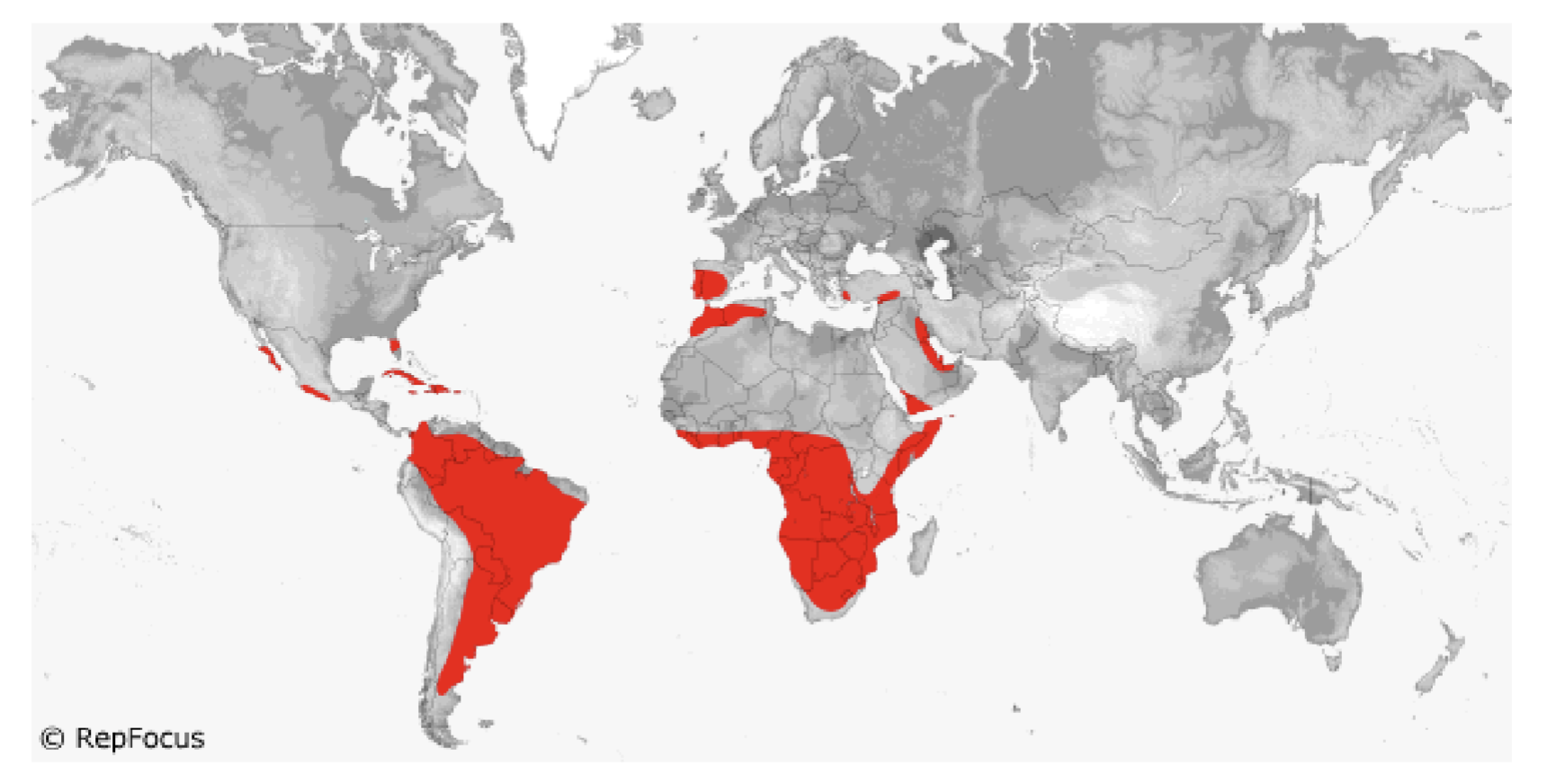 <p><span style="background-color: transparent;">Amphisbaenia </span></p>