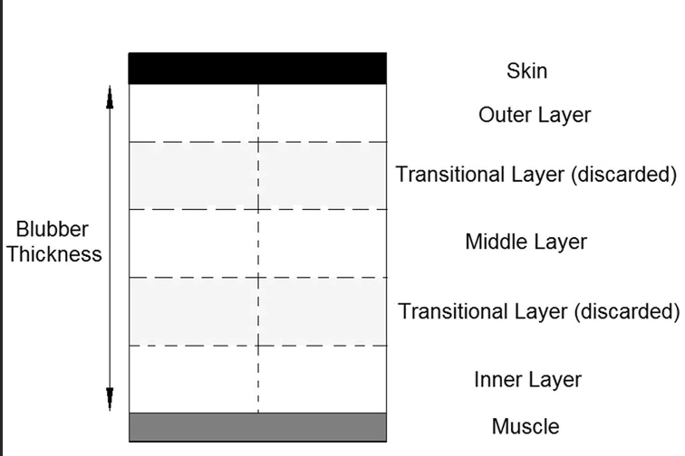 <ul><li><p>skin </p></li><li><p>outer later</p></li><li><p>transitional layer</p></li><li><p>middle layer</p></li><li><p>transitional layer</p></li><li><p>inner layer</p></li><li><p>muscle</p></li></ul><p></p>