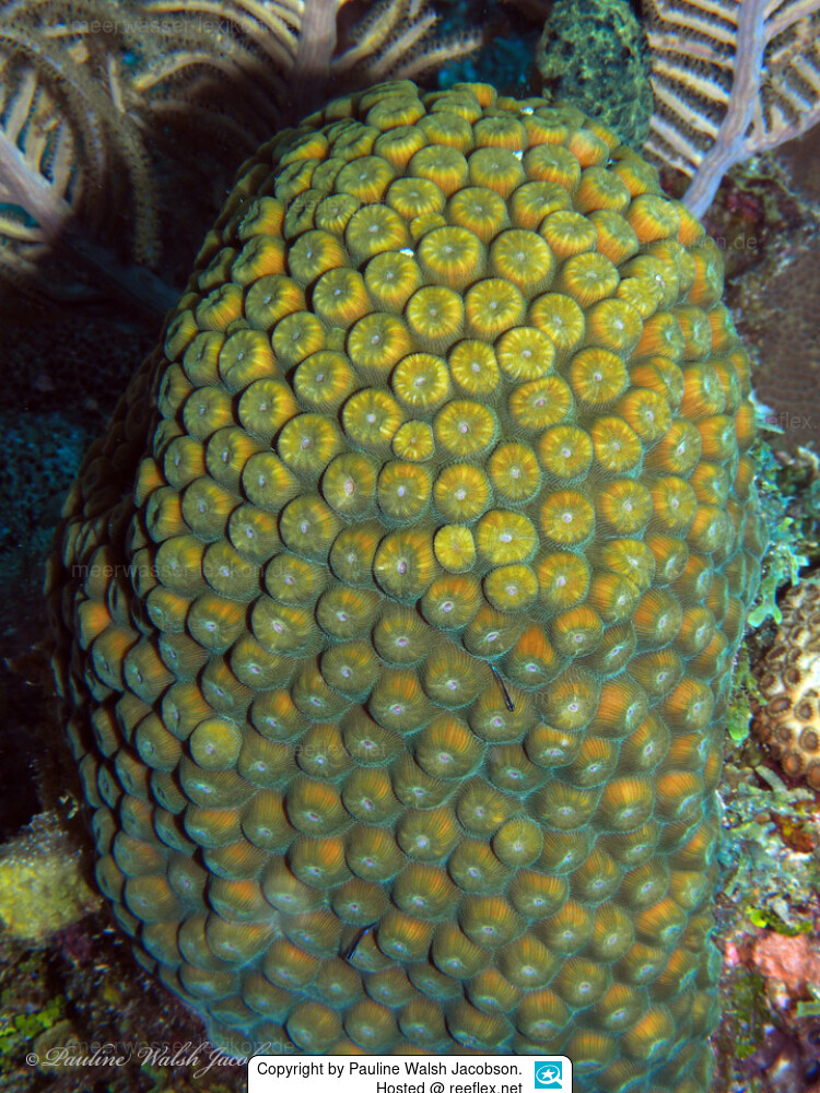 <p>Great Star Coral</p>
