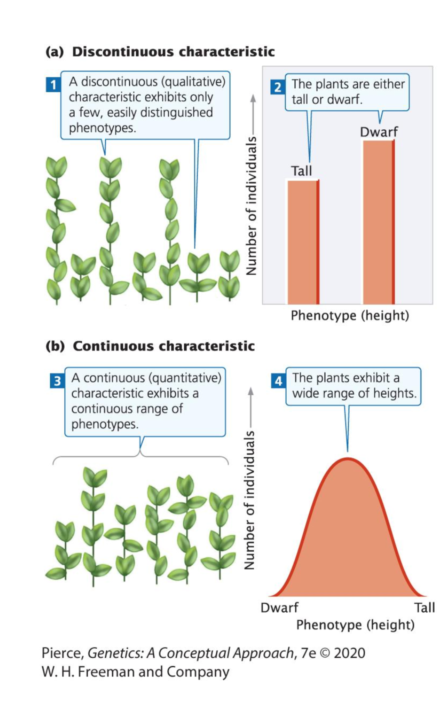 <p>Continuous variation in a broad range as multiple <strong>phenotype</strong> and can be <strong>measured</strong> and described in <strong>quantitative</strong> terms, are termed as <strong>quantitative</strong> traits. </p>