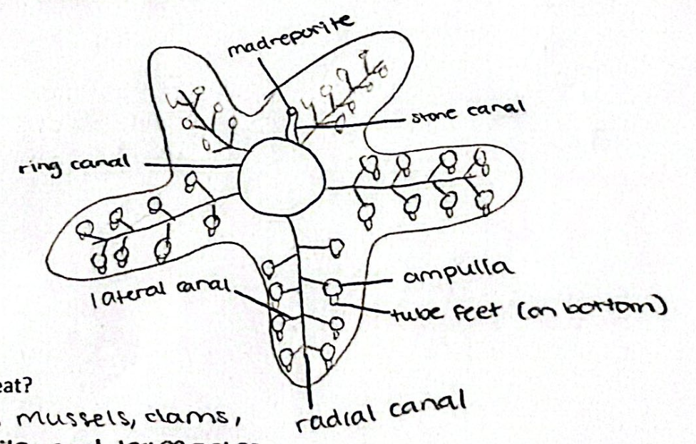 <p>movement of water and nutrients through starfish in order</p>