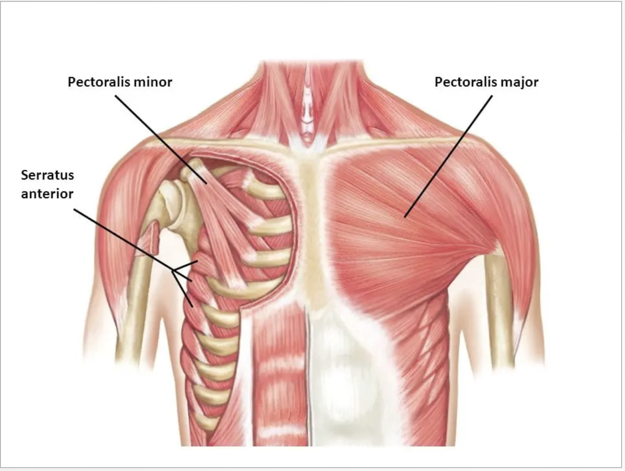 <p><span>Pectoralis major, Pectoralis minor, and Deltoid </span></p>