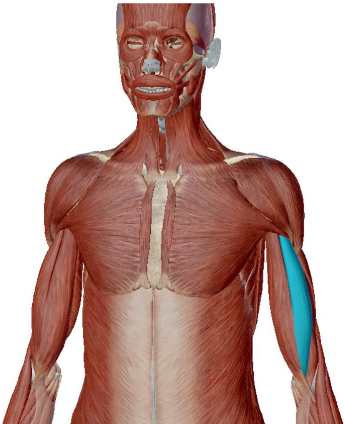 <p>what muscle is this</p>