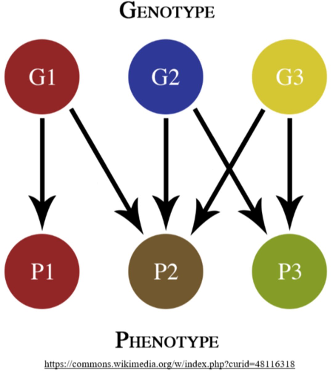 <p>phenotype</p>