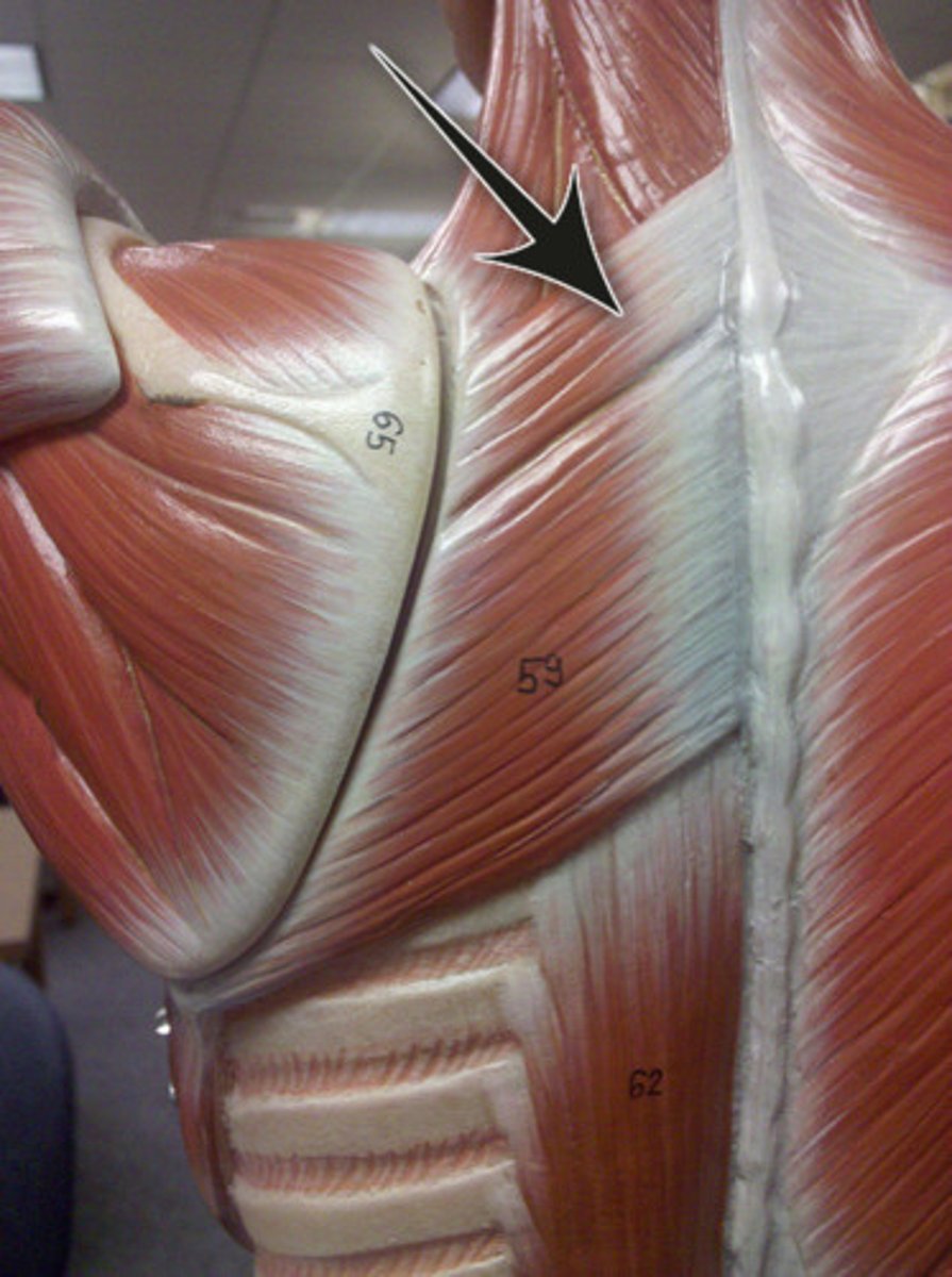 <p>adducts scapula</p>