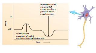 <p>hyperpolarization (Cl- starts on outside and wants to come in, inside is more -ve, therefore you are increasing the difference b/w the voltage of inside and outside)</p>