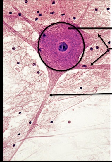 <p>What are the arrows pointing to</p>