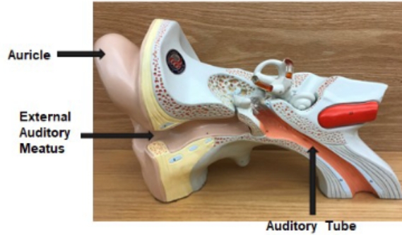 <p>auditory tube, external auditory tube, auricle</p>