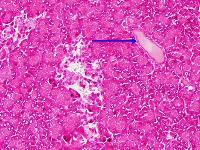 <p>Cấu trúc gì - Tiêu bản gì ?</p>