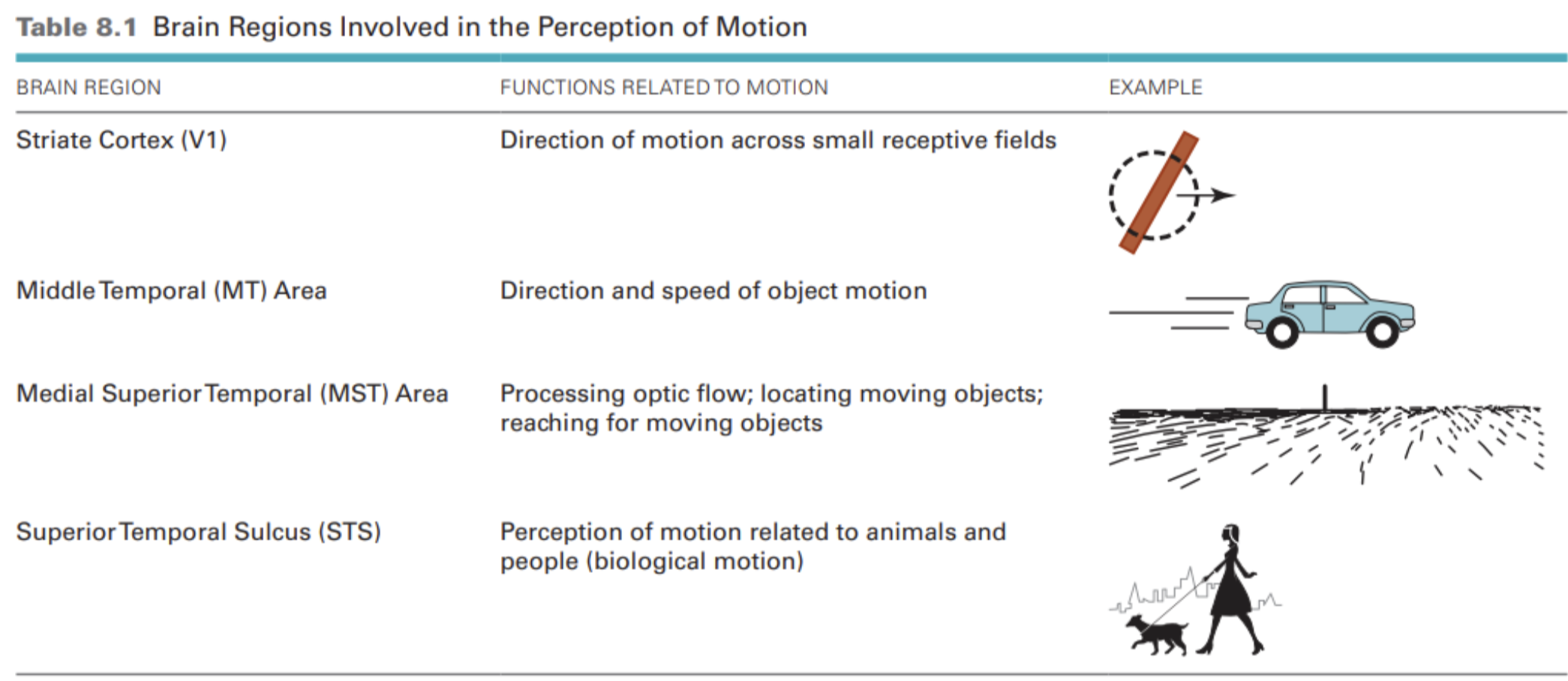 <ul><li><p>perception of motion is decreased by lesioning the MT cortex and is influenced by stimulating neurons in the MT cortex</p></li><li><p>disrupting operation of the MT cortex decreases a monkey’s ability to perceive the direction of moving dots</p></li></ul><p><span style="font-family: Menlo; line-height: normal; font-size: 9px;">	•	</span><span style="font-family: "Helvetica Neue"; line-height: normal; font-size: 12px;">	⁃	</span>using transcranial magnetic stimulation (TMS) to disrupt the operation of the STS in humans decreases the ability to perceive biological motion</p>