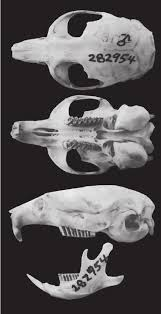 <p>Family Cricetidae Phenacomys intermedius (Heather vole)</p>