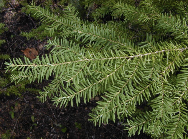 <p>offset foliage, white dots (insect egg sacs), like a bad hairday</p>