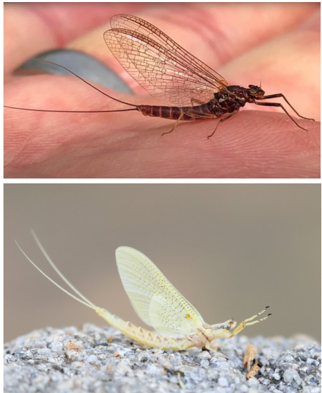 <p>What class are these bugs found in?</p>