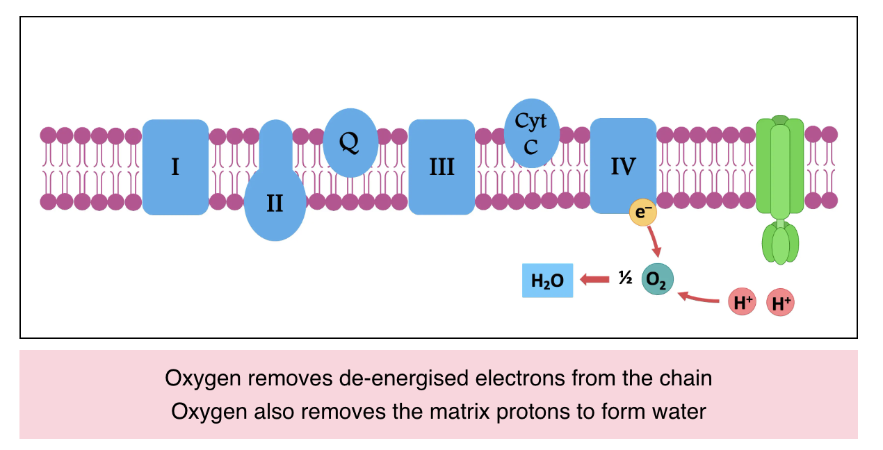 <ul><li><p>Oxygen accepts electrons from the electron transport chain</p></li><li><p>Oxygen combines with H⁺ (protons) from the mitochondrial matrix → forms water (H₂O)</p></li></ul><p></p>
