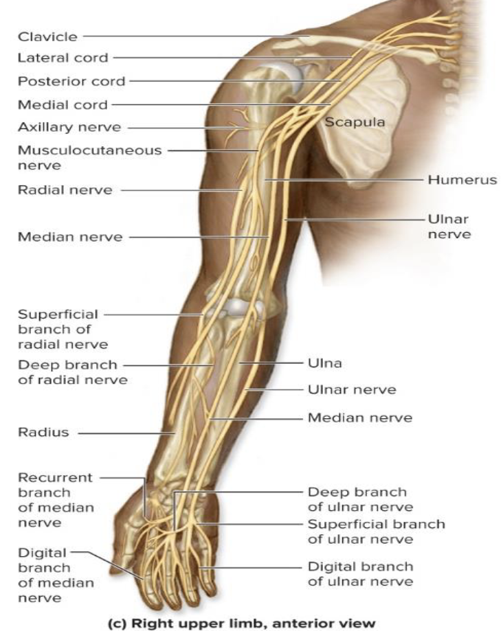 <p>Medial Cord</p><ol><li><p>What nerve is associated with the medial cord of the brachial plexus?</p></li><li><p>What does the ulnar nerve innervate?</p></li></ol><p></p>
