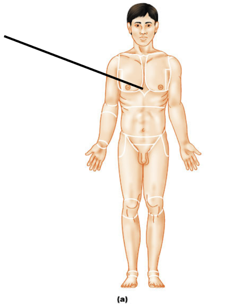 <p>Sternal (sternum)</p>